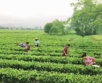 xh6388新濠天地,油茶种植生产加工销售,植物油种植生产加工销售