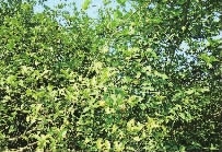 xh6388新濠天地,油茶种植生产加工销售,植物油种植生产加工销售